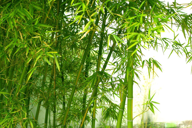 Bamboo_Plants